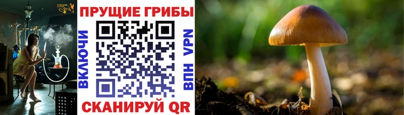 Галлюциногенные грибы MAGIC MUSHROOMS  Купить где  Энгельс 